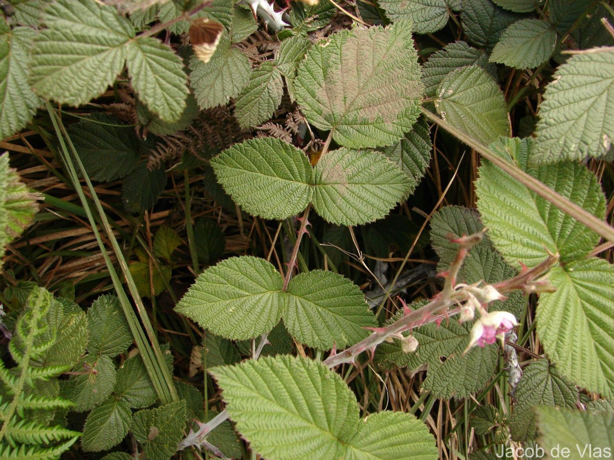 Rubus leucocarpus Arn.